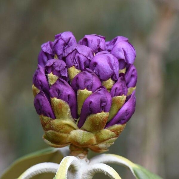 Rhododendron niveum Fleur