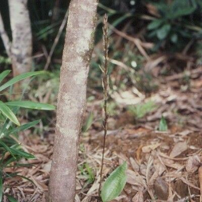 Cryptostylis arachnites Žievė