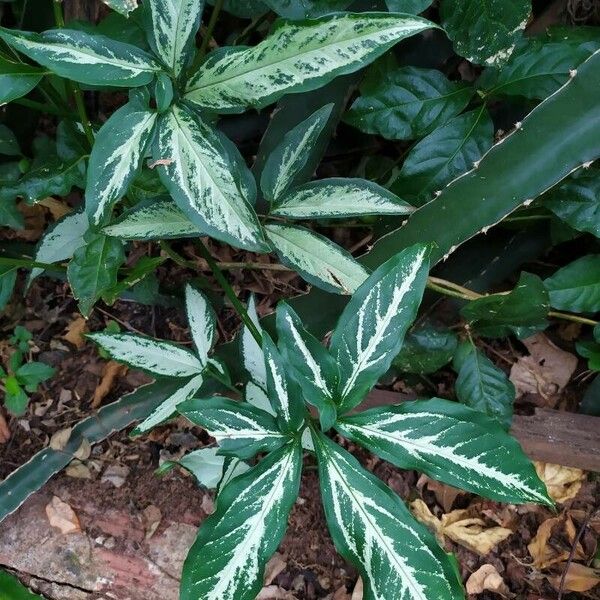 Syngonium angustatum Blatt