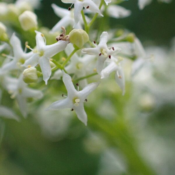 Galium album Flower