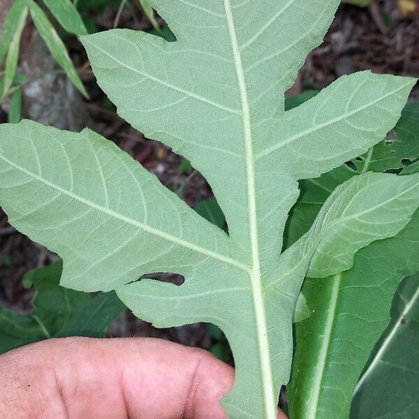 Bocconia frutescens Folha