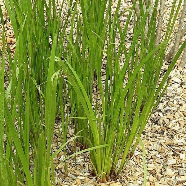 Acorus calamus موطن