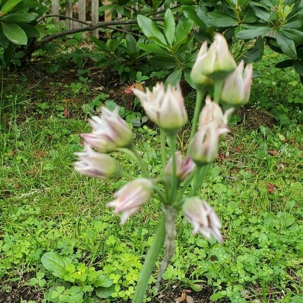 Allium siculum Kwiat