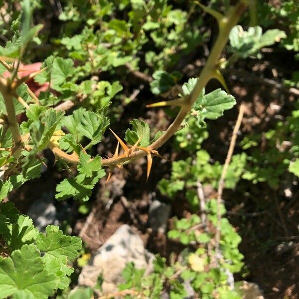 Ribes uva-crispa Flor