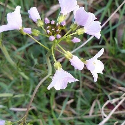 Cardamine pratensis Blodyn