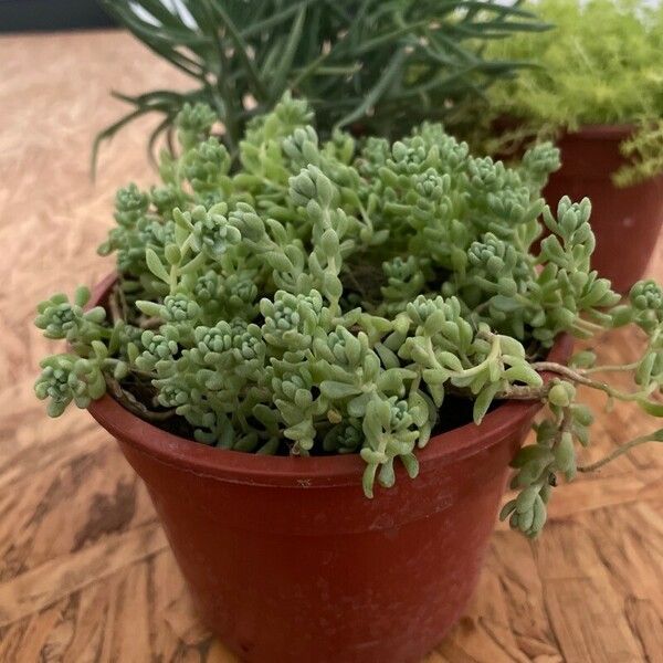 Sedum dasyphyllum Lehti