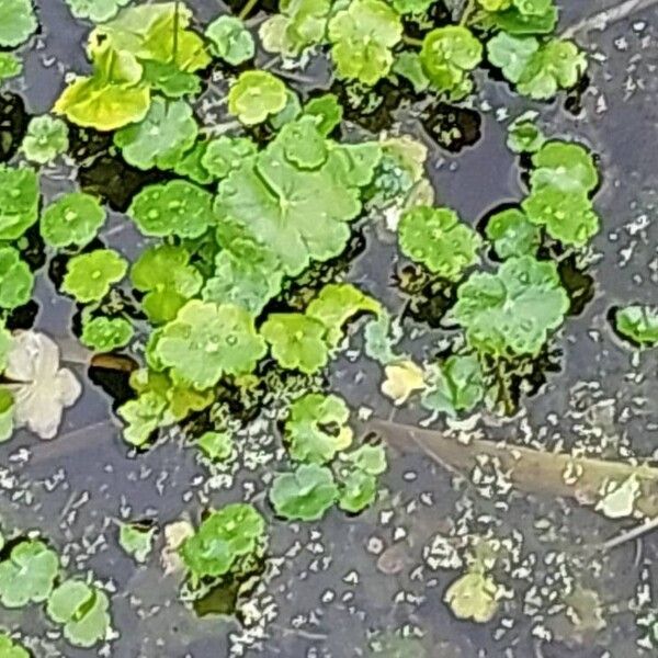 Hydrocotyle ranunculoides Folha