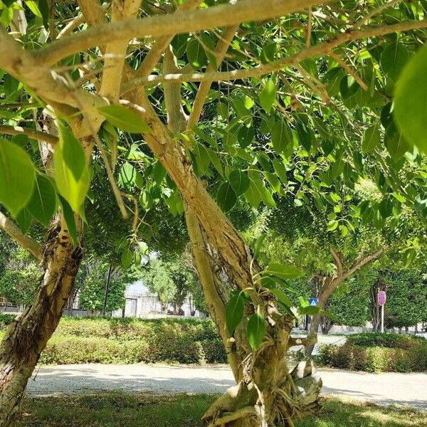 Ficus cordata موطن