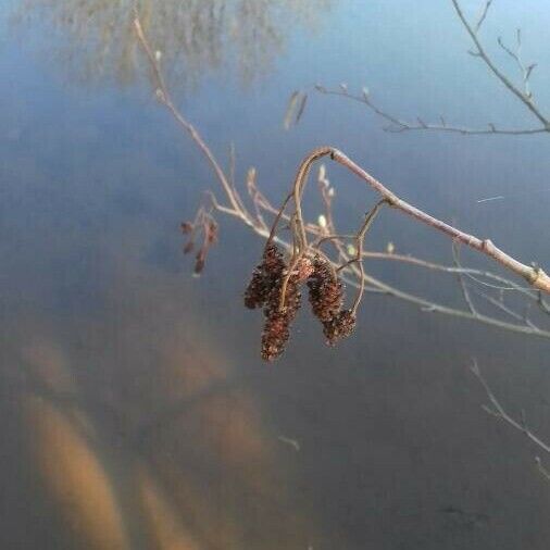 Alnus glutinosa ফল