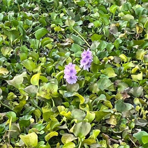 Eichhornia crassipes Fleur