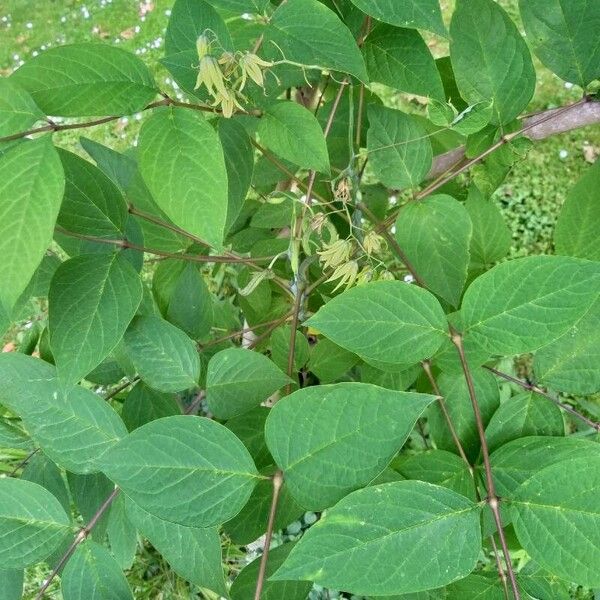 Decaisnea insignis Leaf