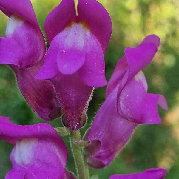 Antirrhinum australe Floare