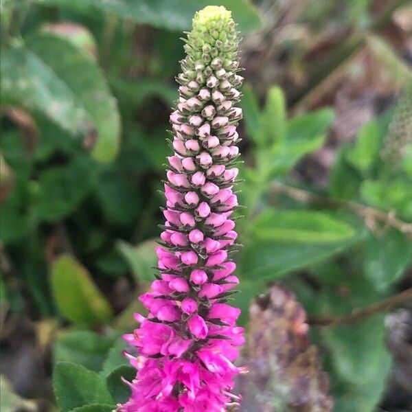 Veronica spicata Flor