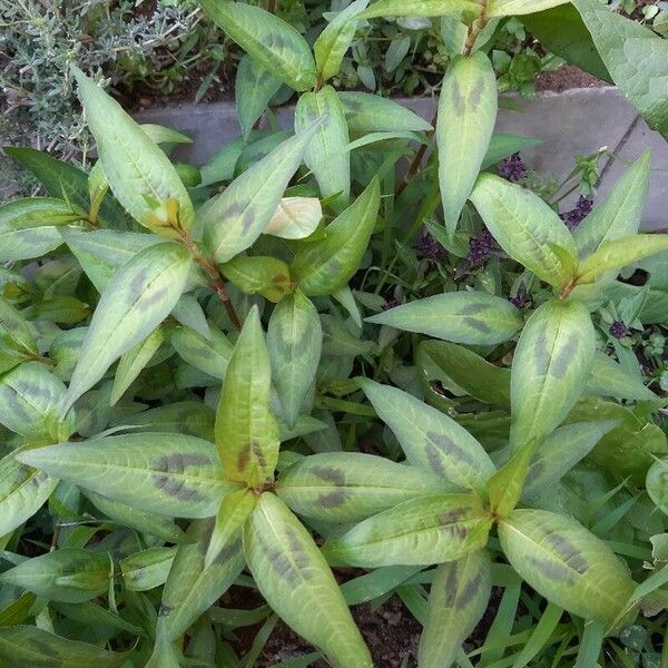 Persicaria odorata Lehti