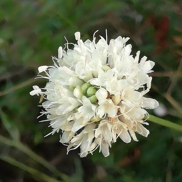 Cephalaria leucantha Цвят