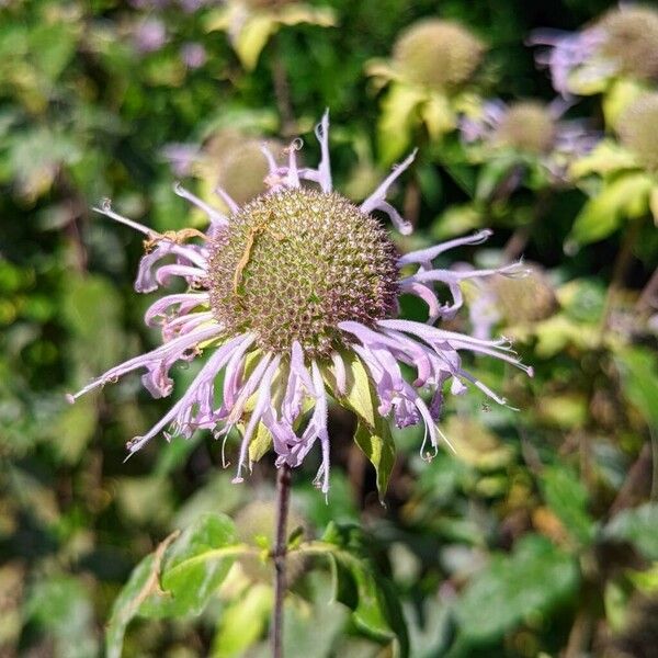 Monarda fistulosa Flower