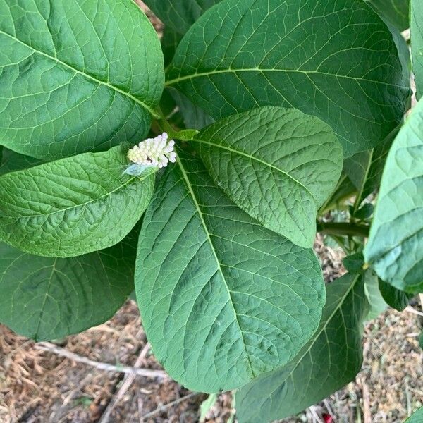 Phytolacca acinosa Leaf