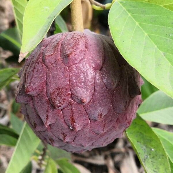 Annona squamosa Плод