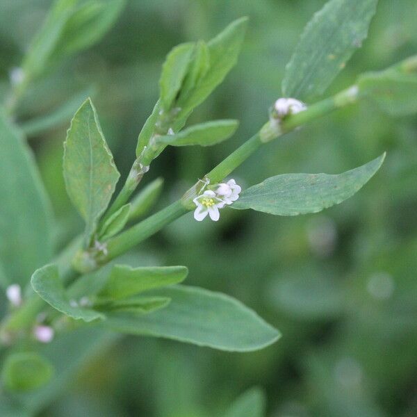 Polygonum arenastrum Кветка