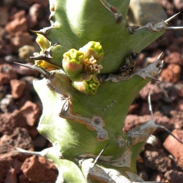 Euphorbia tortirama Flor