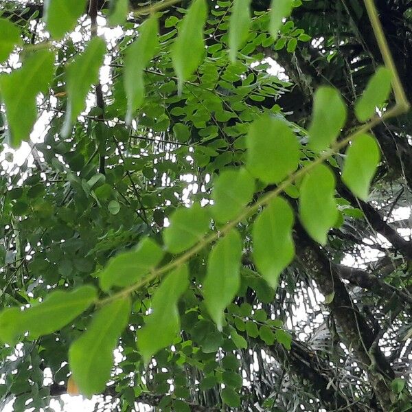 Adenanthera pavonina Leaf