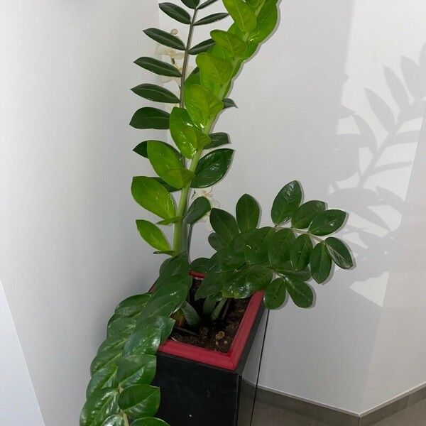 Zamioculcas zamiifolia Yaprak