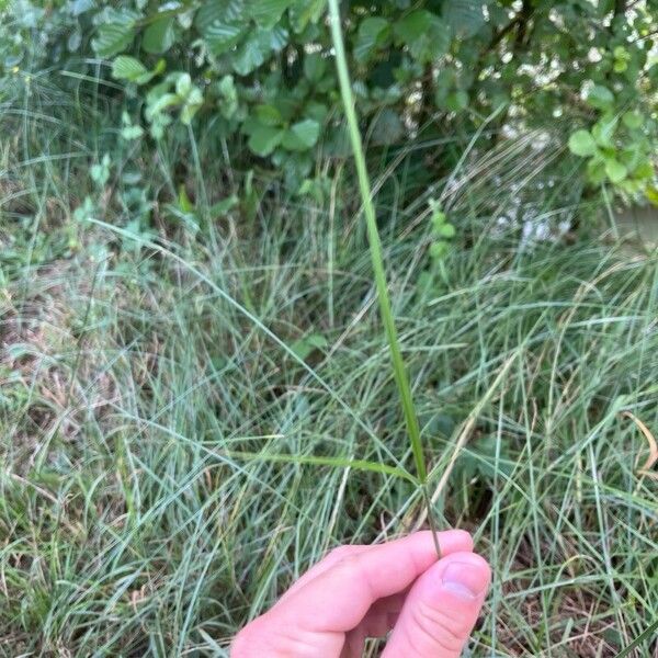 Cyperus longus Leaf