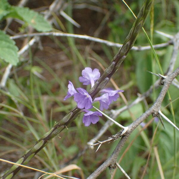 Stachytarpheta jamaicensis Kvet