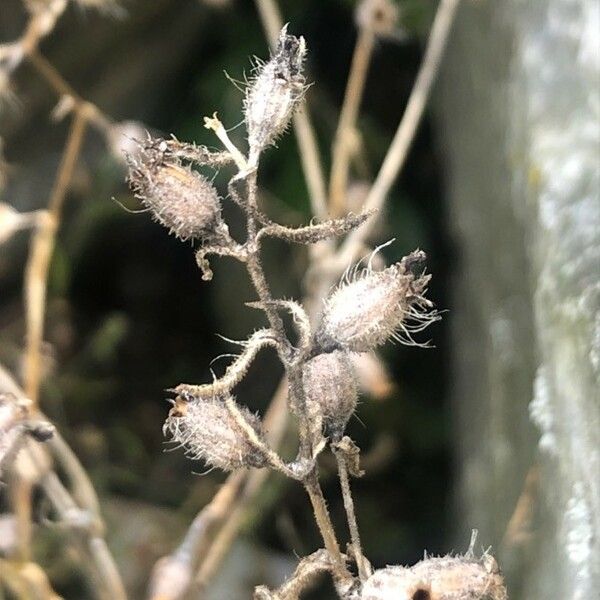 Silene gallica Flor