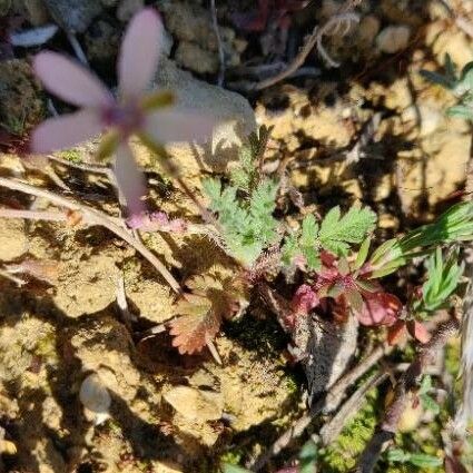 Erodium botrys Blatt