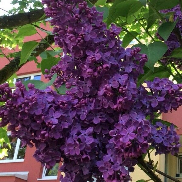 Syringa vulgaris പുഷ്പം