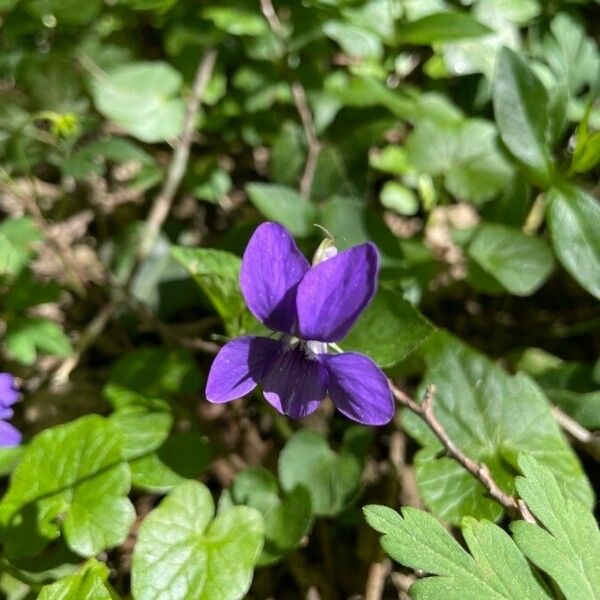 Viola odorata Кветка