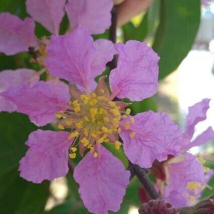 Lagerstroemia speciosa Blüte