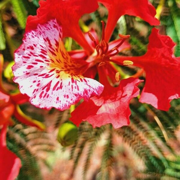 Delonix regia Flor