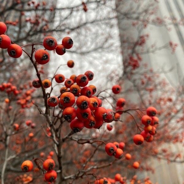 Crataegus phaenopyrum Плід