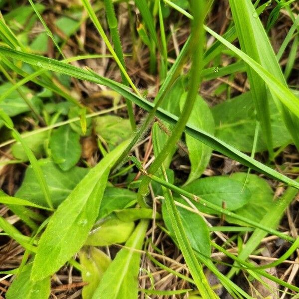 Lobelia spicata Leaf