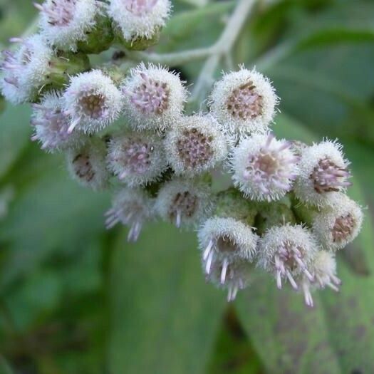 Pluchea carolinensis Flower