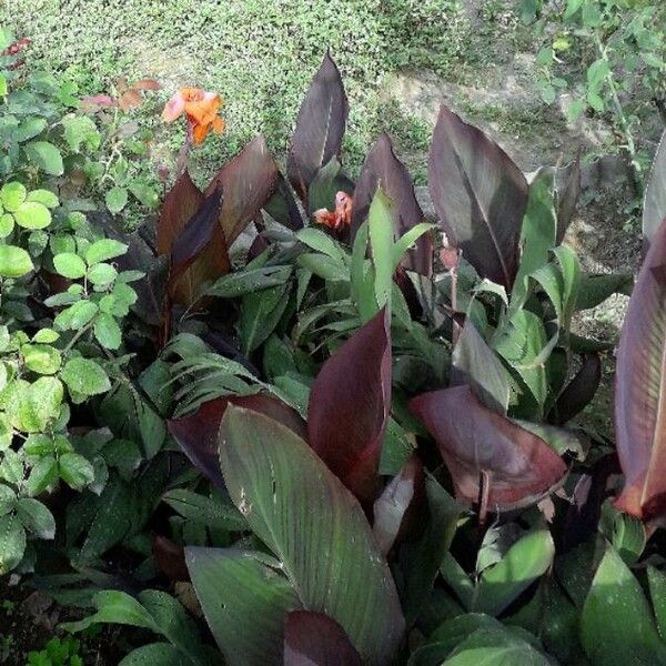 Canna indica Leaf