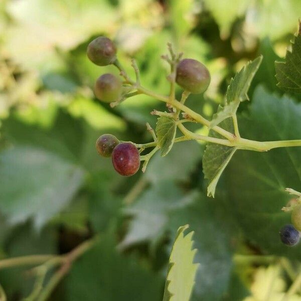 Vitis labrusca Fruit