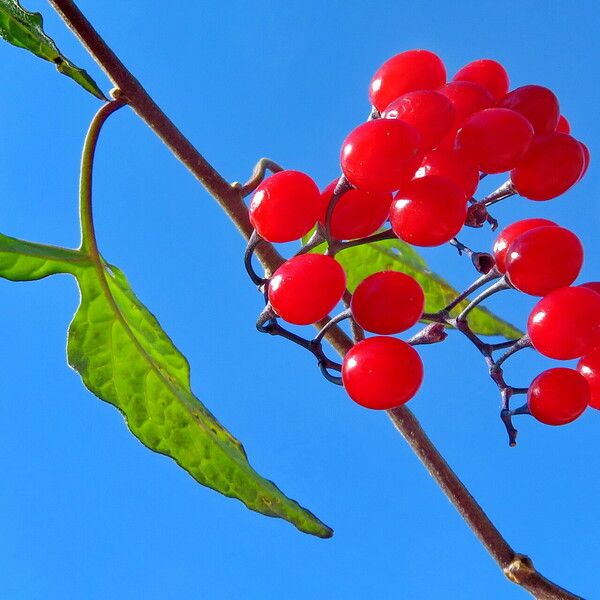 Solanum dulcamara Фрукт