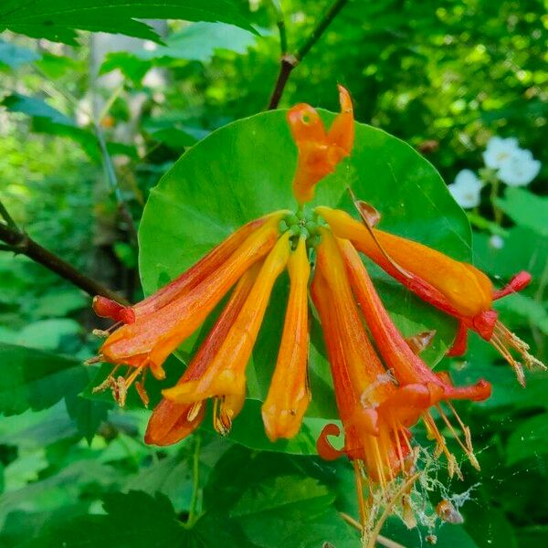 Lonicera ciliosa Blodyn