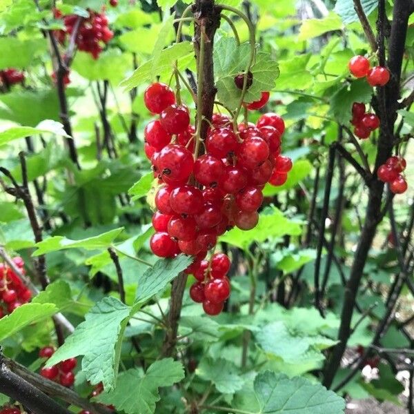 Ribes rubrum Fruit