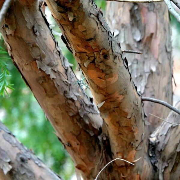 Torreya californica Corteccia