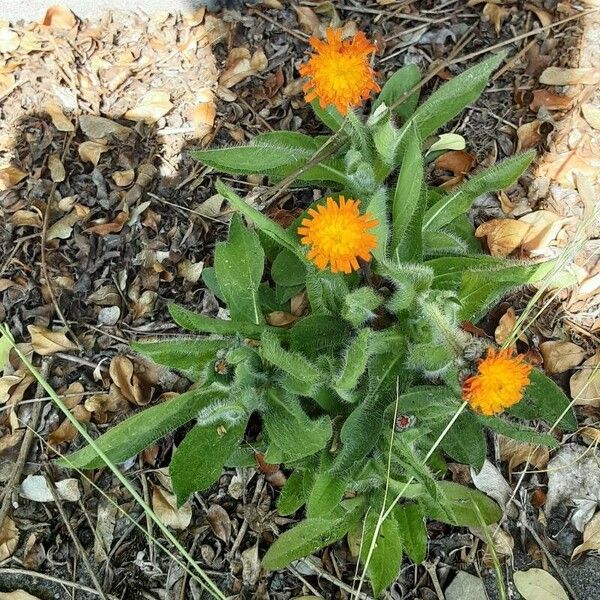 Pilosella aurantiaca Habitatea