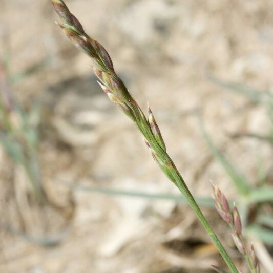 Poa glauca Outro