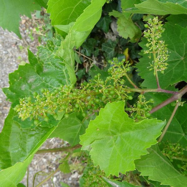 Vitis vinifera Fruit