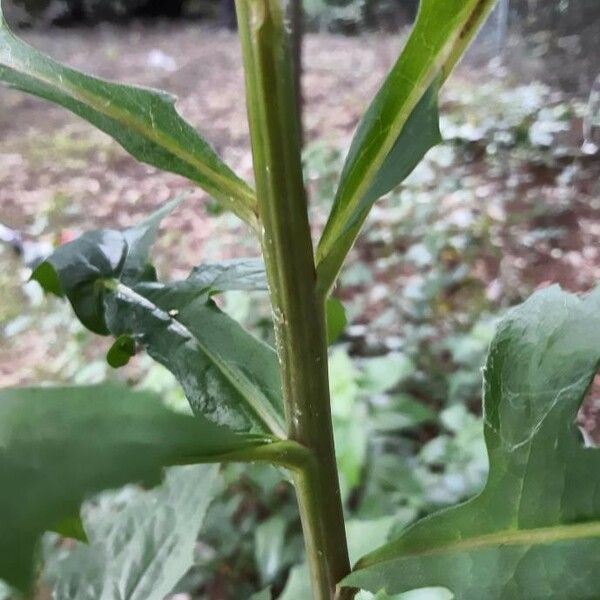 Lactuca floridana Rinde