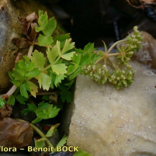 Helosciadium repens অভ্যাস