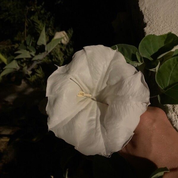 Datura wrightii Flower