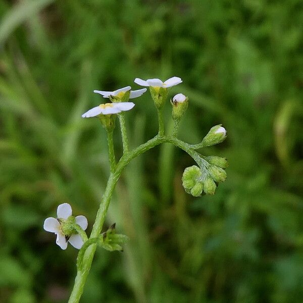 Myosotis scorpioides फूल